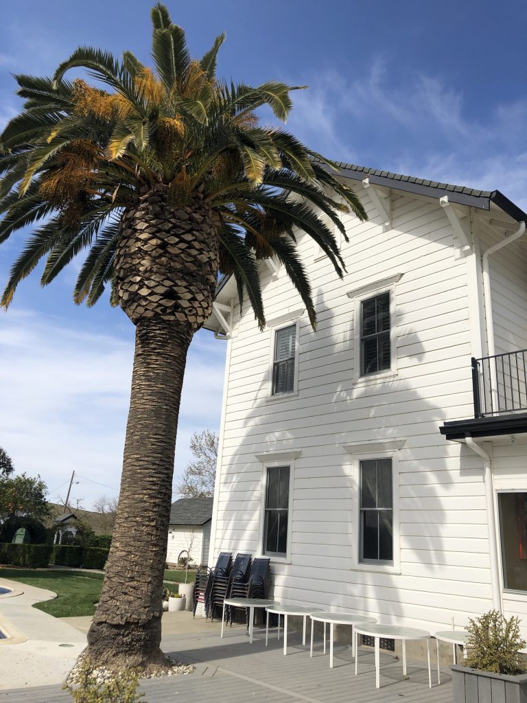 Abele Farms, Yolo County, Dunnigan Hills. Palm Tree next to family homestead.