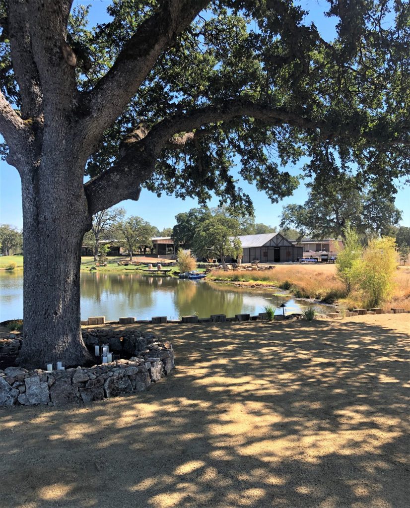 Saureel Vineyards ceremony oak tree