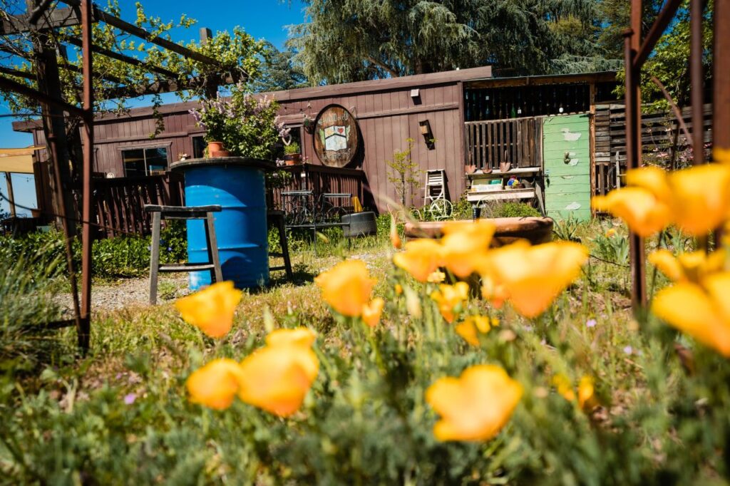 Chateau Daveall Boutique Winery. El Dorado County. Poppies in bloom.