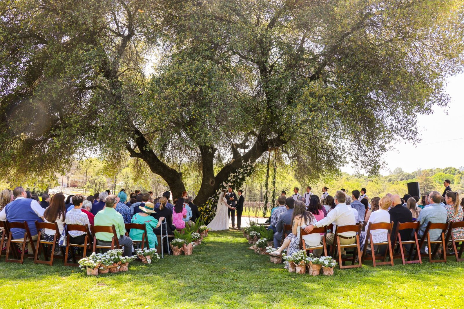 Mount Brow Vineyard, Gold Country, CA.  Ceremony under the tree.